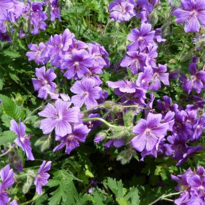 Jardin botanique: les espèces