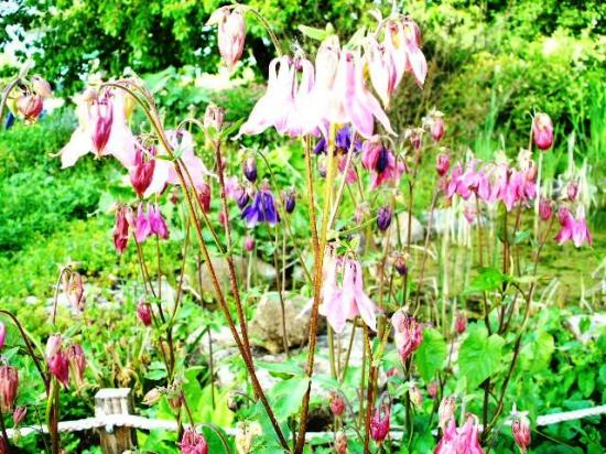 Ancolies-Aquilegia vulg.