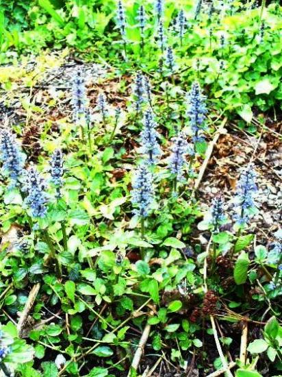 Bugle rampante-Ajuga reptans)