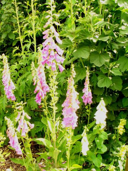 Digitales-Digitalis lutea et rubra