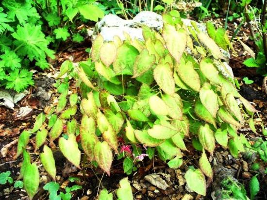 Fleurs des Elfes-Epimedium rubrum