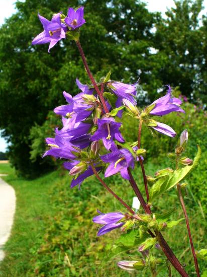 Campanule à larges feuilles-Campanula latifolia