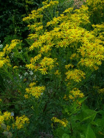 Senecio rupestris