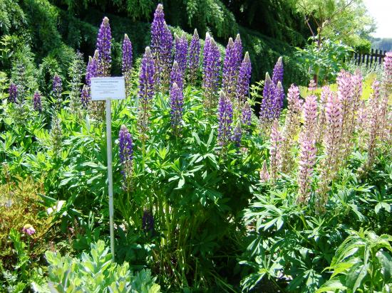 Lupins bleu-Lupinus angustifolium