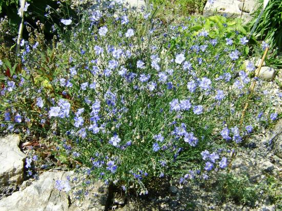 Lin d'Autriche-Linum austriacum