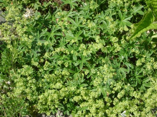 Alchémille des Alpes-Alchemilla alpina