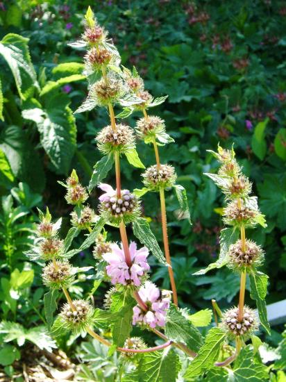 Phlomis tubéreux-Phlomis tuberosa