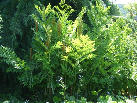 Osmonde royale-Osmunda regalis