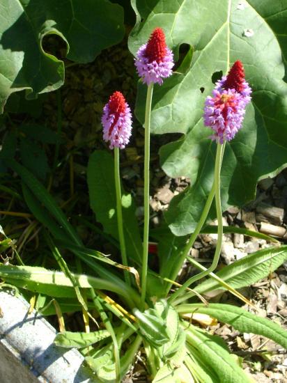 Primevère du Père Vial-Primula vialii