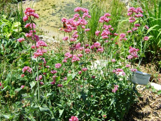 Centranthe/Valériane rouge-Centranthus ruber