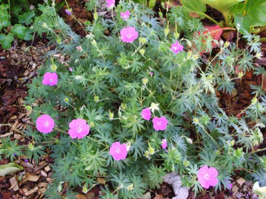 Géranium sanguin-Geranium sanguineum