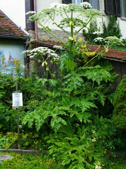 Berce du Caucase-Heracleum mantegazzianum