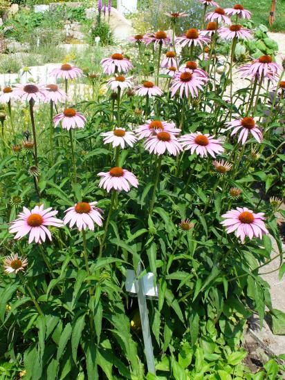 Echinacée-Echinacea purpura