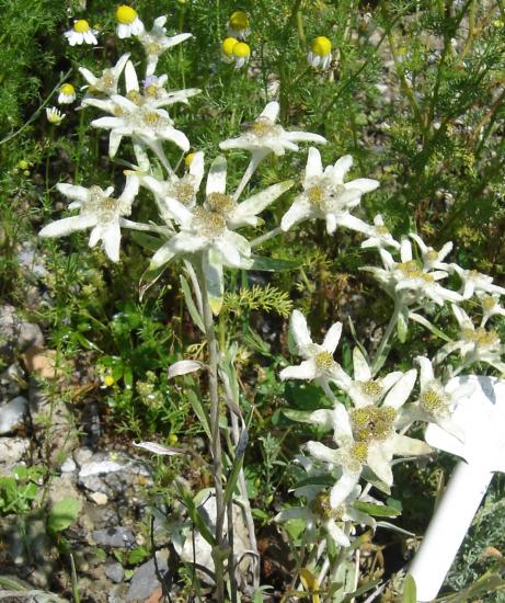 Edelweiss