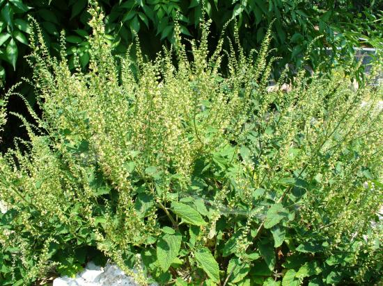 Germandrée des Forêts-Teucrium scorodonia