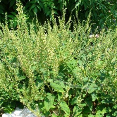 Germandrée des Forêts-Teucrium scorodonia