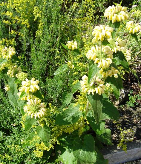 Sauge de Jérusalem-Phlomis russeliana