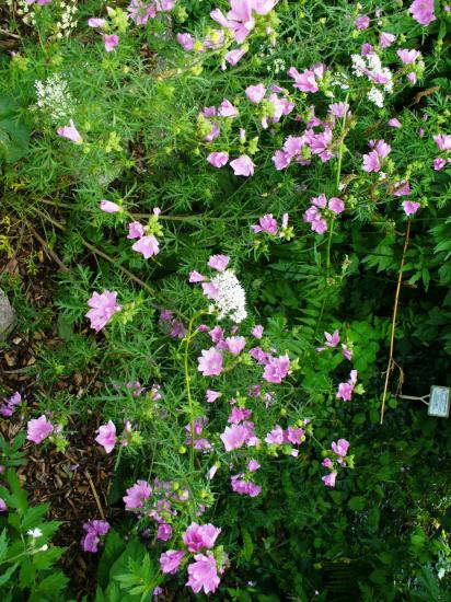 Mauve musquée-Malva moschata