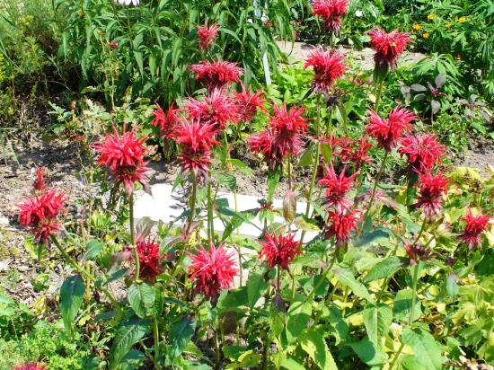Monarde