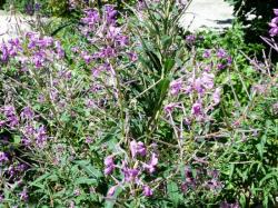 Epilobe-Epilobium angustifolium