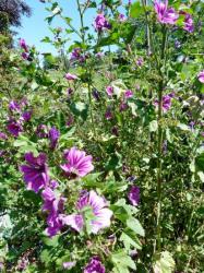 Mauve sylvestre-Malva sylvestris