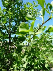 Gingko biloba