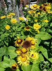 Oeil de boeuf, télékie élégante-Telekia speciosa