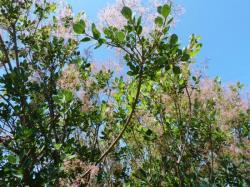 Arbre à perruques-Cotinus coccigria