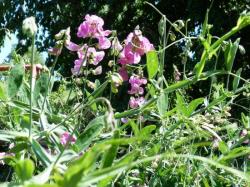 Pois de senteur-Lathyrus odoratus