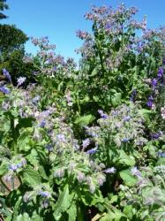 Bourrache-Borago off.