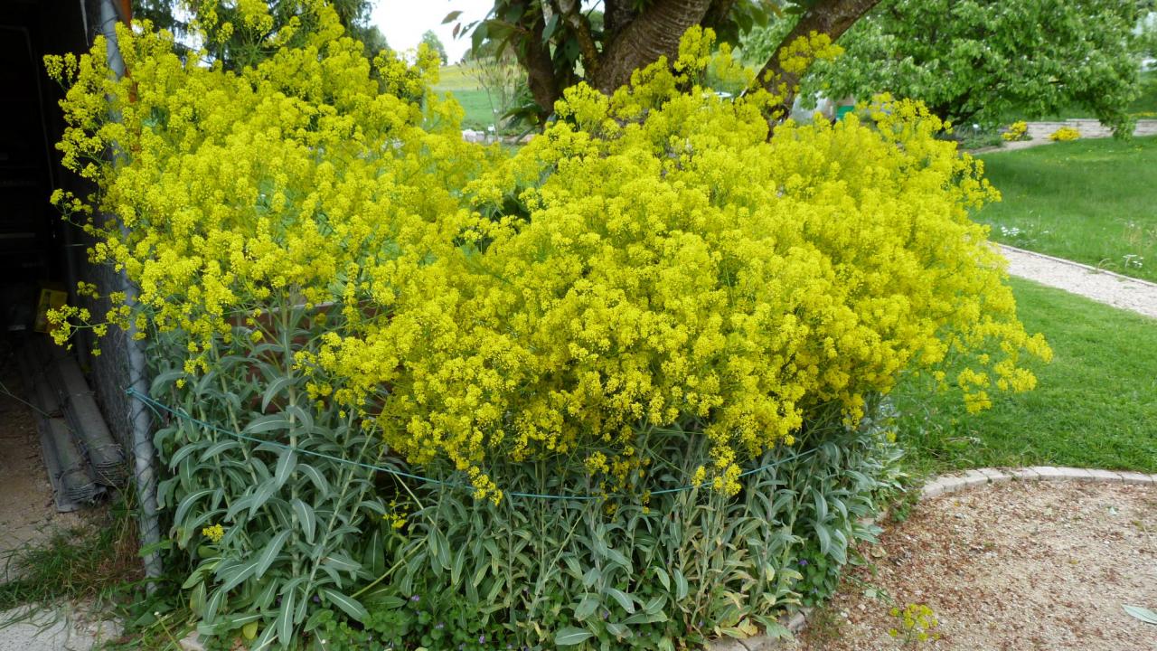 Pastel teinturier-Isatis tinctoria