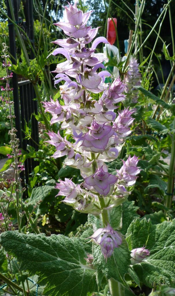 Sauge sclarée turkestan-salvia sclarea turkestanica