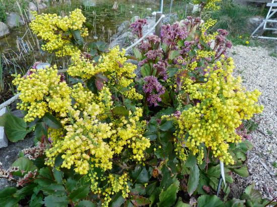 Mahonia, faux houx-Mahonia aquifolium