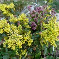 Mahonia, faux houx-Mahonia aquifolium