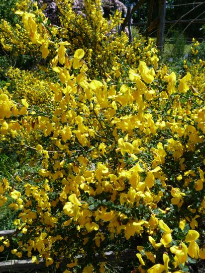 Ajonc d'Europe- Ulex europaeus