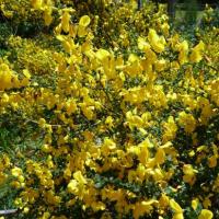 Ajonc d'Europe- Ulex europaeus