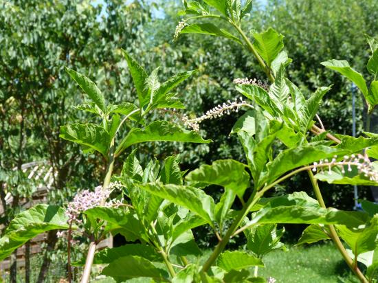 Raisin dAmérique-Phytolacca decandra