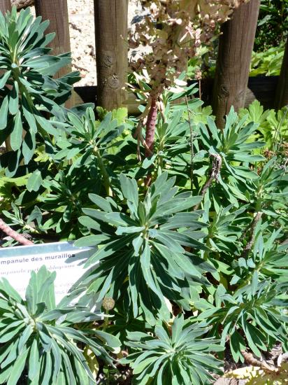 Euphorbe à larges feuilles-Euphorbia platyphyllos