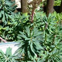 Euphorbe à larges feuilles-Euphorbia platyphyllos