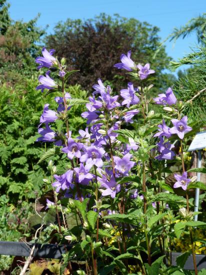 Campanule à larges feuilles-Campanula latifolia