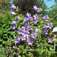 Campanule à larges feuilles-Campanula latifolia