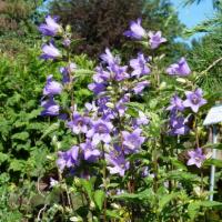 Campanule à larges feuilles-Campanula latifolia