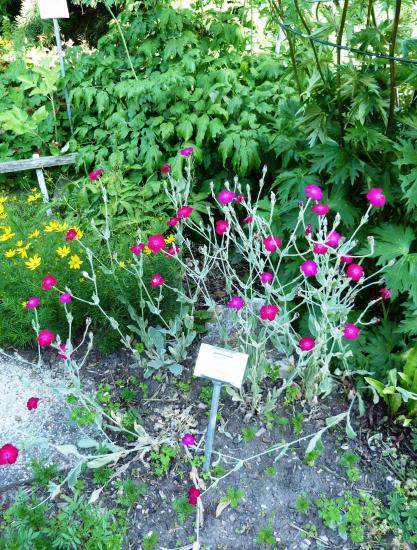 Coquelourde des jardins, Silène coronaire- Silene coronaria