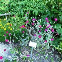 Coquelourde des jardins, Silène coronaire- Silene coronaria