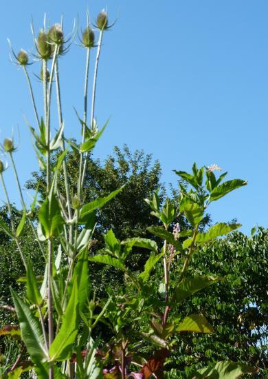 Cardère sauvage-Dipsacus sylvestris