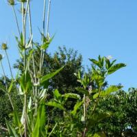 Cardère sauvage-Dipsacus sylvestris