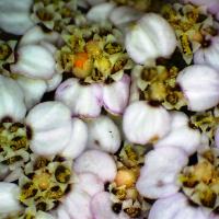 Achillea millefolium 9