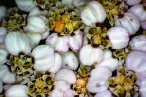 Achillea millefolium 9