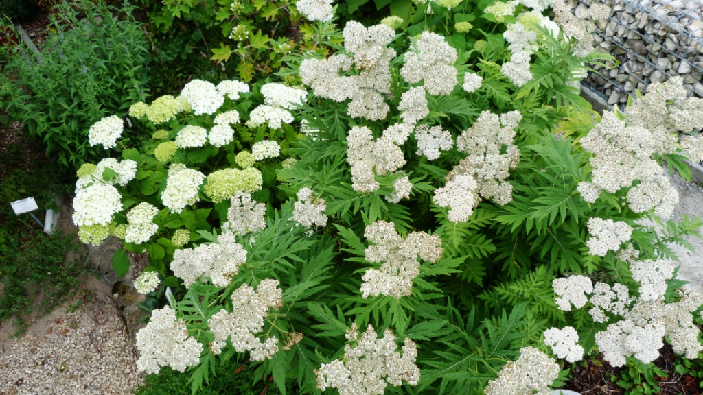 Achillee a grandes feuille achillea macrophylla hortensia