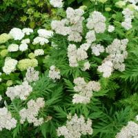 Achillee a grandes feuille achillea macrophylla hortensia